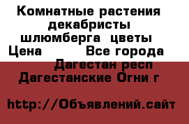 Комнатные растения, декабристы (шлюмберга) цветы › Цена ­ 300 - Все города  »    . Дагестан респ.,Дагестанские Огни г.